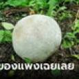 ฮือฮา ชายเกาหลีเจอ 