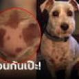 สาวเผยภาพสุดทึ่ง สุนัขมีขนที่หน้าอก 