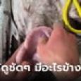 อัดคลิปผ่าชัดๆ หนุ่มไปซื้อปลาที่ตลาด สังเกตเห็นท้องแปลกๆ ผ่าเห็นข้างในยิ่งอึ้ง มาเป็นถ้