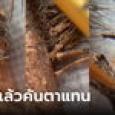เปิดภาพขนตาสะพรึง จับเป็นก้อนจนแข็ง ช่างเห็นยังหนักใจ คนชี้ดูเฉย ๆ ก็คันแล้ว