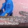 สะพรึง งูหลามยักษ์ยาว 7 เมตร เขมือบแพะทั้งตัว โดนจับเพราะพุงกางไปต่อไม่ไหว