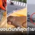 คลิปสะเทือนใจ ลิงร้องไห้กอดศพแน่น รู้เบื้องหลังยิ่งเศร้า เดินทาง 40 กม. มาลาผู้มีพระคุณ