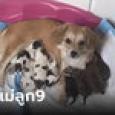 ปุ๊บปั๊บรับโชค เจ้าของสงสัยสุนัขท้อง แต่หมอยืนยันไม่ได้ท้อง จู่ ๆ คลอดออกมา 9 ตัว