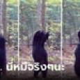 หมดกัน! คนเห็นคลิปทั่วโลก หมีดำเต้นยั่วๆ ในป่า เย้ายวนจนถูกเข้าใจผิดเป็น 