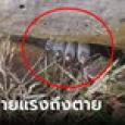 รู้แล้วคืออะไร! ภาพไวรัลหลอน 