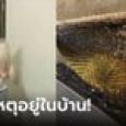 อยู่บ้านใหม่ 2 เดือน น้ำหนักพุ่ง 10 กก. ป่วยหนักจนลืมชื่อตัวเอง ที่แท้ตัวร้ายอยู่ในเตียง!
